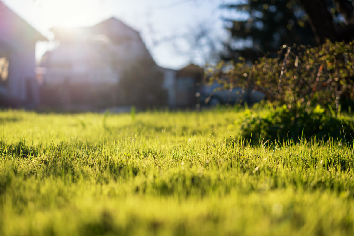 Unattractive Landscaping