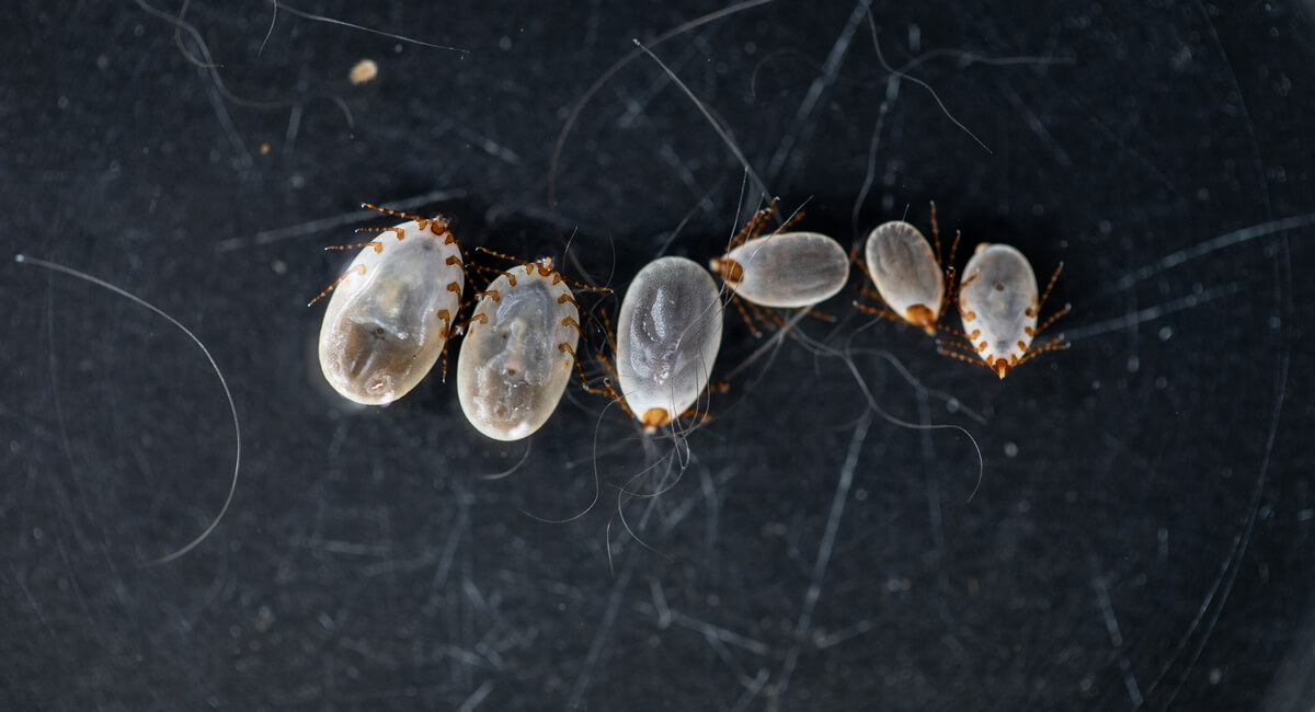 Eggs and Larvae