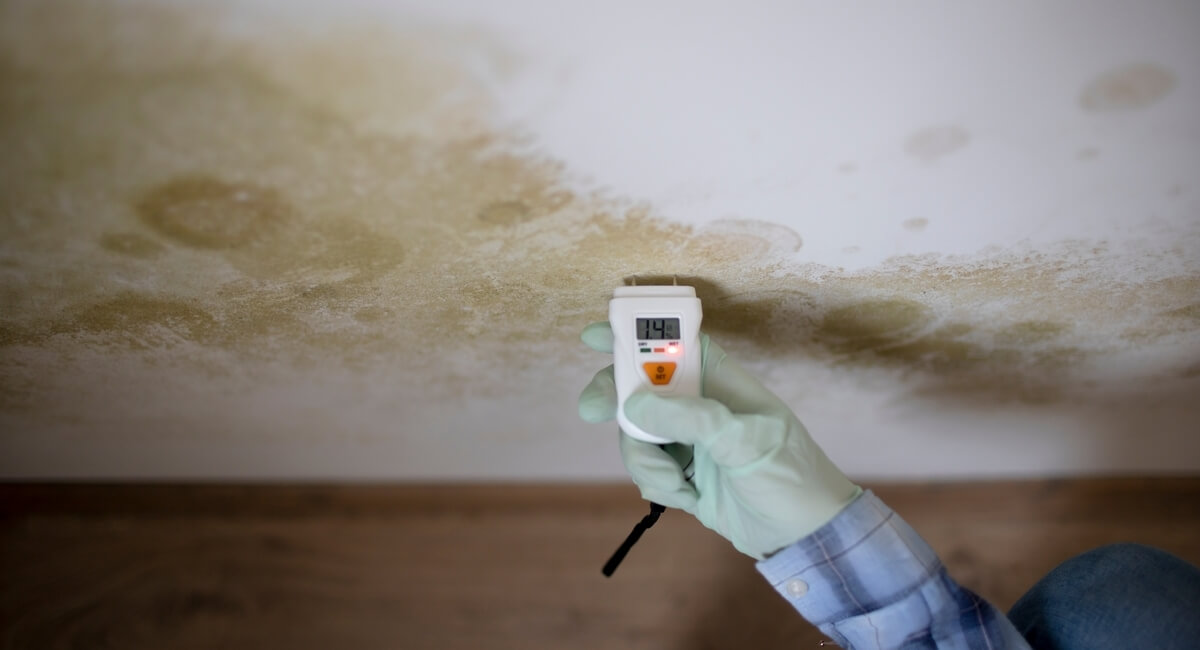 Know the Signs of Mold