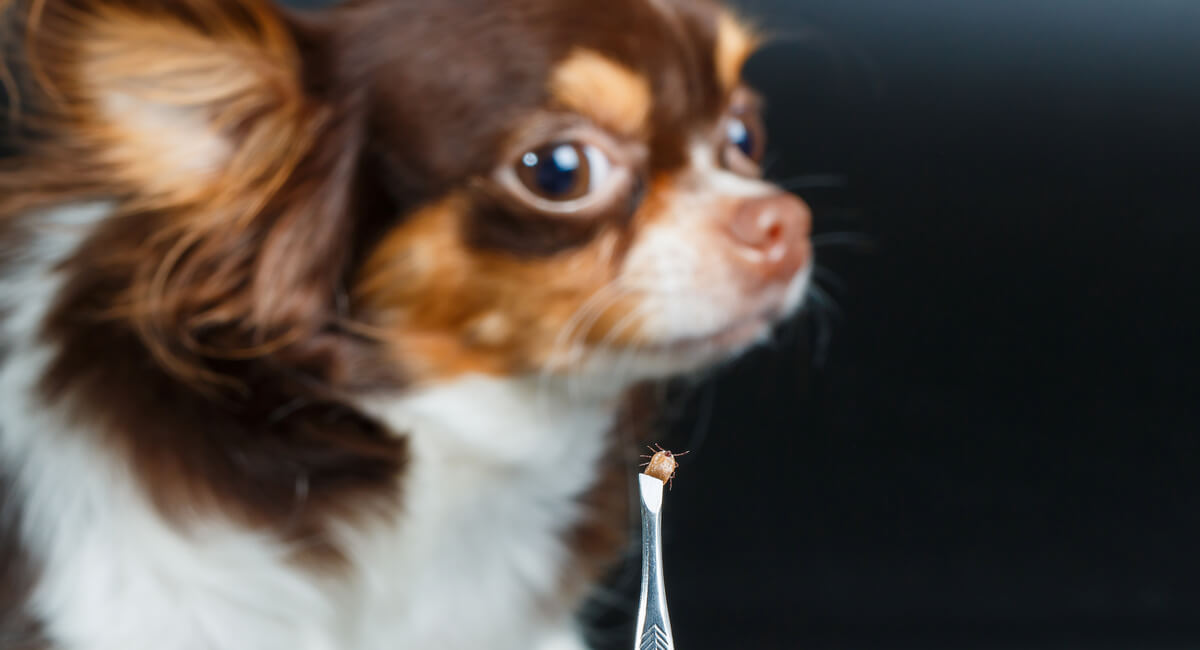 Why Pet Pests Are So Dangerous