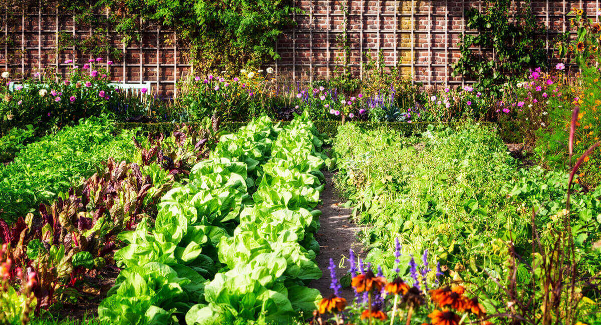 Fruit and Vegetable Gardens