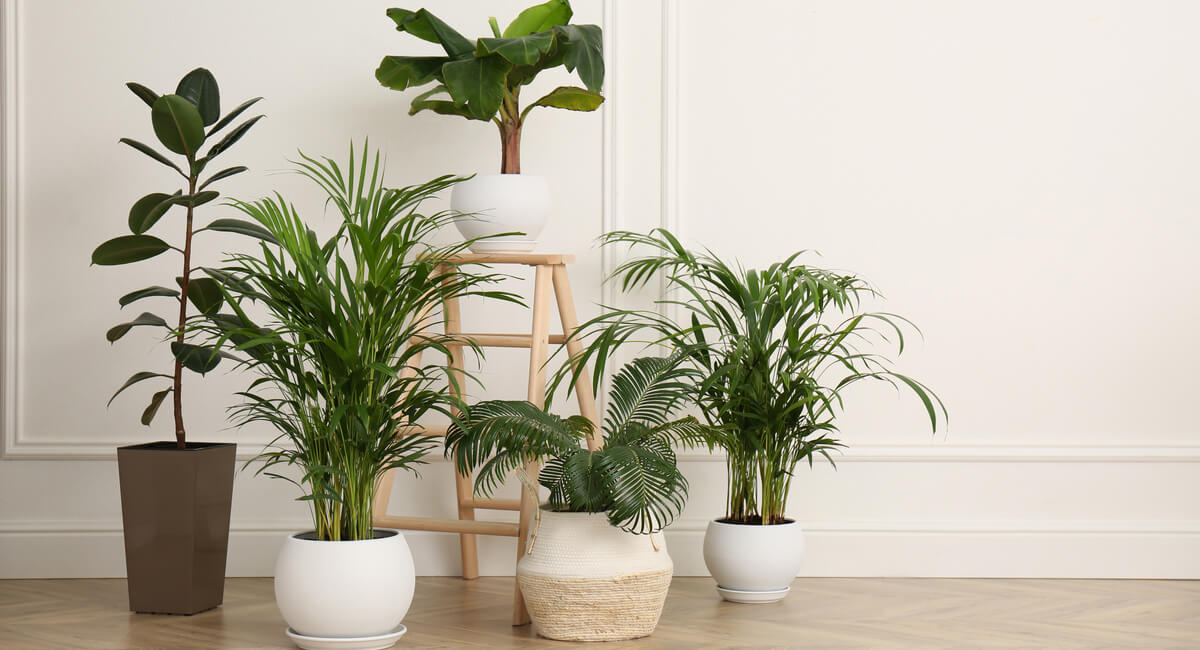 Indoor Plants